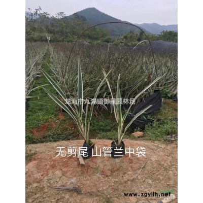 天堂鳥(niǎo)苗價(jià)格 鶴望蘭苗報(bào)價(jià) 天堂鳥(niǎo)苗行情 鶴望蘭苗基地