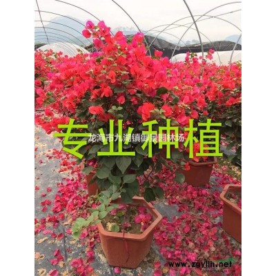 爬山虎批發(fā)  爬山虎地被 爬山虎報(bào)價(jià) 爬山虎基地