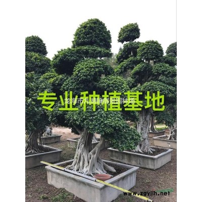 中國紅三角梅哪里便宜 中國紅三角梅哪里比較多