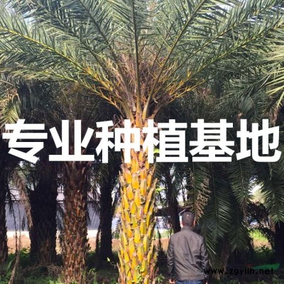 造型榆樹樁 榆樹樁景 榆樹樁頭 榆樹樹樁  造型榆樹古樁