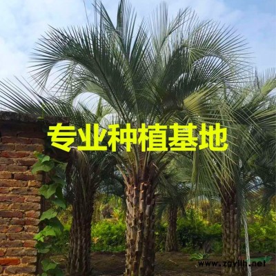 中東海棗3米桿
