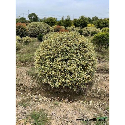 浙江蕭山大量供應青珊瑚(法國冬青)H80cm一H250cm