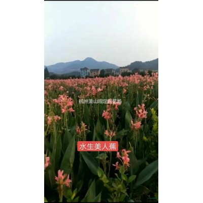 （供應）杭州蕭山供應亮晶球P80—P100冠，挖土球。容器苗