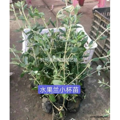 浙江[產品]/浙江杭州蕭山:鳶尾:小蘭花:大蘭花:德國鳶尾供應價格/報價
