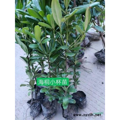 黃金菊小杯苗