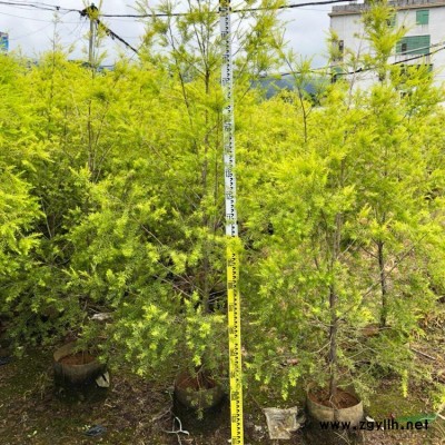 山管蘭價(jià)格  山管蘭供應(yīng) 山管蘭批發(fā) 山管蘭基地
