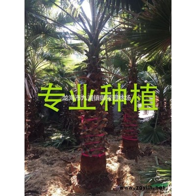 老人葵基地 老人葵產地 老人葵哪里便宜 老人葵批發(fā)