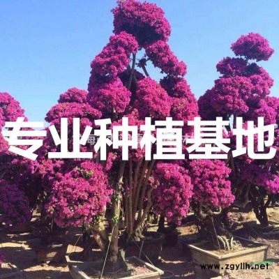 三角梅價(jià)格 三角梅報(bào)價(jià) 三角梅 三角梅行情 三角梅供應(yīng)