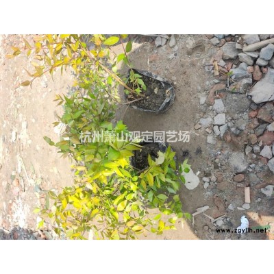 優質特價金禾女貞小杯苗大杯苗地載毛球供應產地直銷