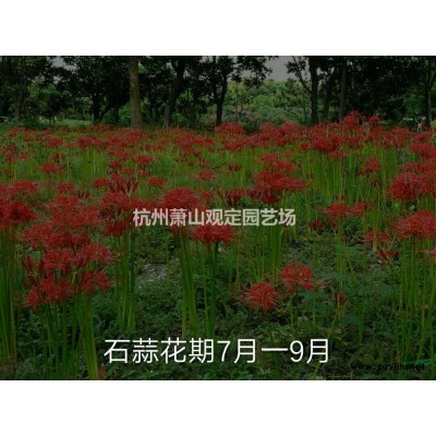 浙江瓜子黃楊球介紹