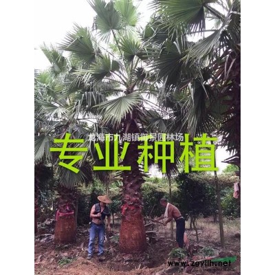 20公分三角梅價格 25公分三角梅價格 30公分三角梅價格