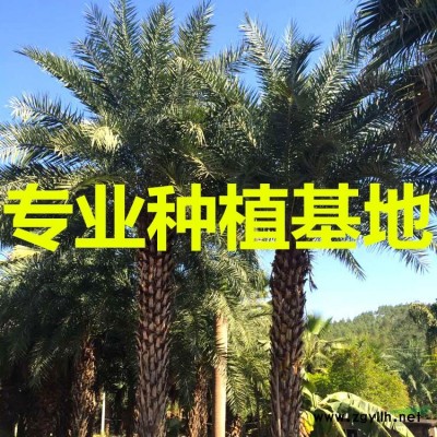 藍(lán)花楹樹(shù)苗價(jià)格 藍(lán)花楹樹(shù)苗圖片 藍(lán)花楹樹(shù)苗種植基地