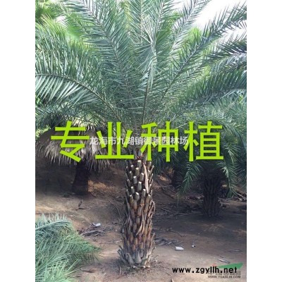伊拉克蜜棗價(jià)格 伊拉克蜜棗報(bào)價(jià)