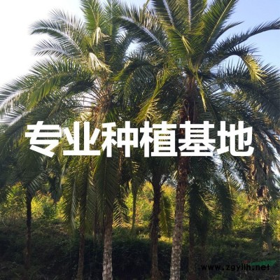 福建中東海棗價格 中東海棗報價 中東海棗行情 中東海棗價錢