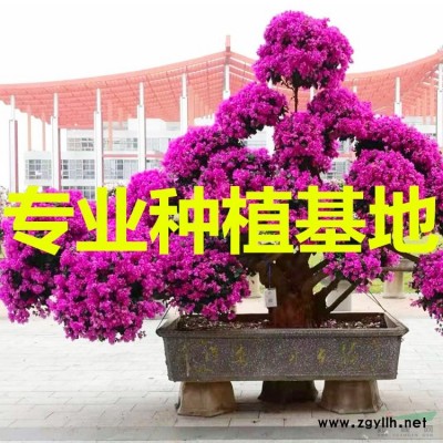 福建造型紫薇古樁價格
