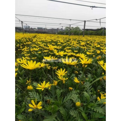 供應(yīng)亮晶女貞小杯苗/大杯苗圖片