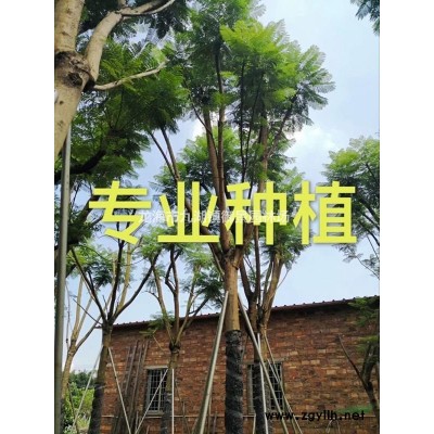 福建芒果樹價格，福建大葉榕報價，福建高山榕批發(fā)