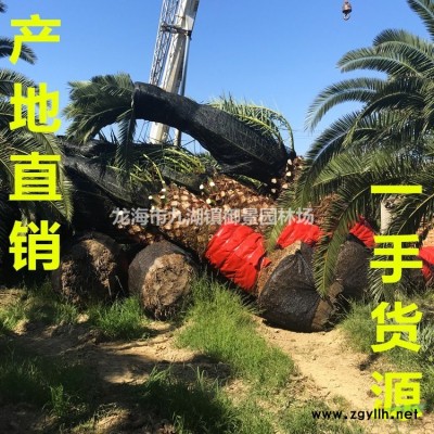 福建垂葉榕價(jià)格 福建垂葉榕柱子報(bào)價(jià) 花葉垂葉榕行情
