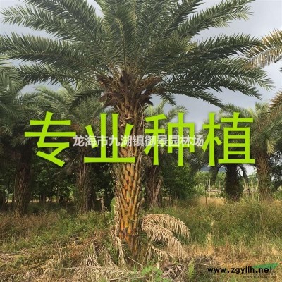 福建旅人蕉價(jià)格 旅人蕉批發(fā) 旅人焦基地
