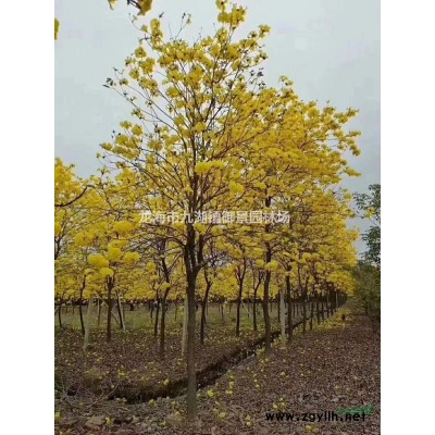 福建華盛頓椰子價格 福建華盛頓椰子報價 福建華盛頓椰子行情