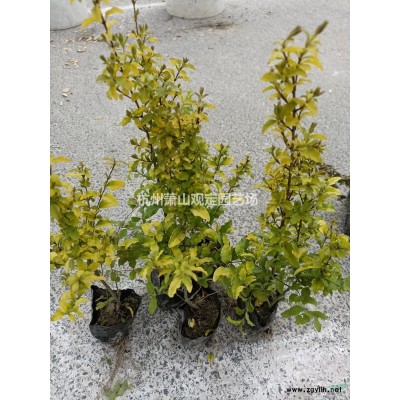 杭州蕭山供應(yīng)歐洲莢蒾工程杯苗，小毛球