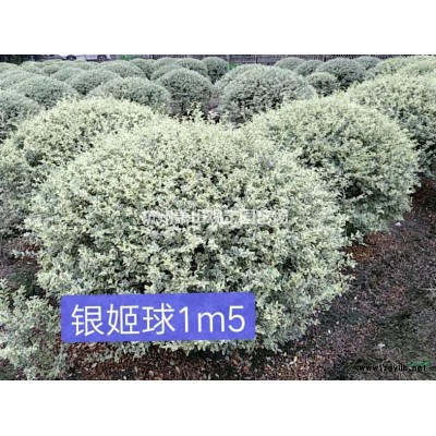 浙江杭州供應大葉黃楊綠離H200cmp40cm