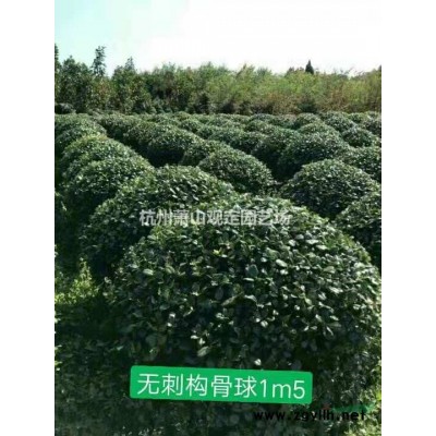 杭州蕭山供應金禾女貞球冠幅1.50米球精品出售