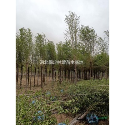 8公分糖槭