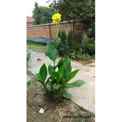 江蘇供應(yīng)防腐木花盆80-100厘米