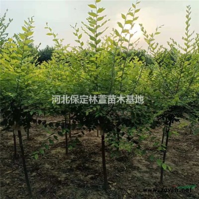 10公分金葉榆，河北保定，質優價廉