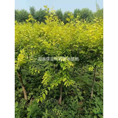 8公分金葉榆 河北保定超低價出售金葉榆
