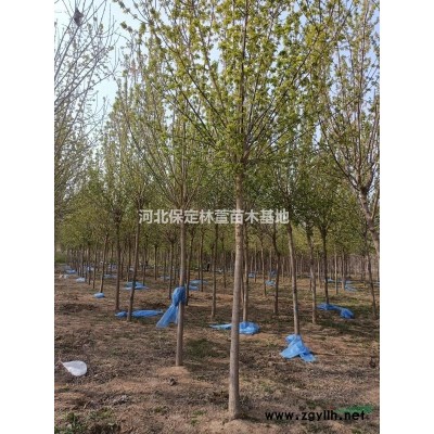 河北保定榆樹，質(zhì)優(yōu)價廉，自產(chǎn)自銷