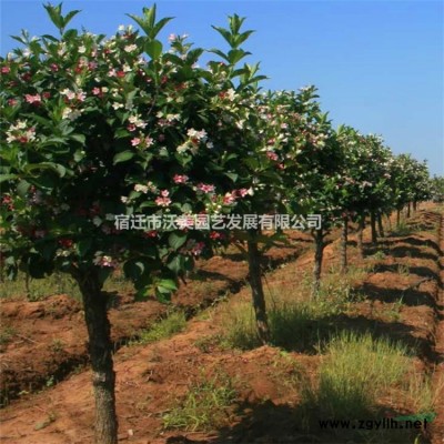 生態(tài)浮島主要植物 生態(tài)浮島廠家批發(fā) 生態(tài)浮島景觀 水質(zhì)凈化人工浮島