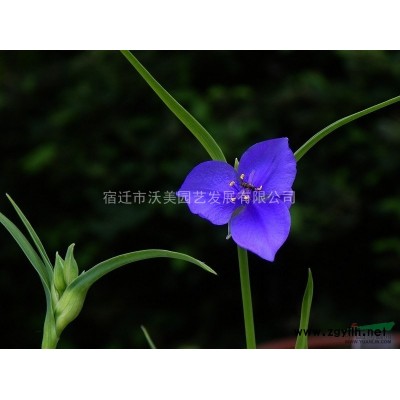 輪胎工藝品廢舊輪胎創(chuàng)意裝飾輪胎藝術(shù)品公園雕塑造型輪胎雕塑
