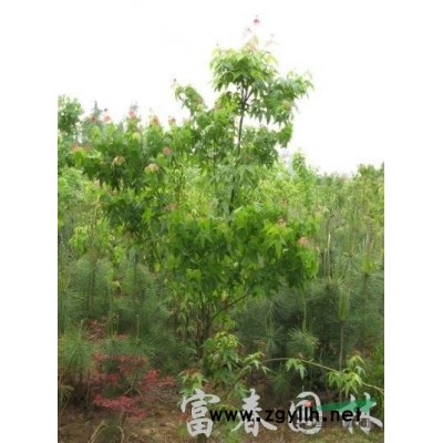 植物綠雕塑景區(qū)定做定制動物卡通景觀綠雕公園室外仿真工藝品