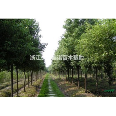 12-15公分長興無患子基地