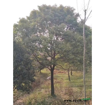 長興無患子 浙江無患子規(guī)格12-15公分