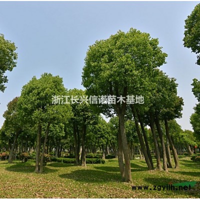 長興無患子 浙江無患子價格