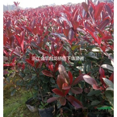 60高金華紅葉石楠杯苗基地 供應浙江紅葉石楠大杯苗30cm冠