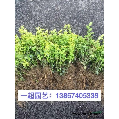 琴絲竹 琴絲竹價(jià)格 琴絲竹批發(fā)