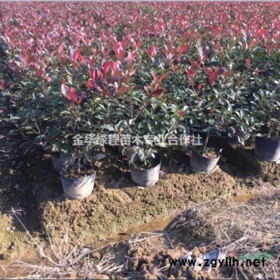 供紅葉石楠價格產地浙江金華新報價格求購60公分高30公分冠,