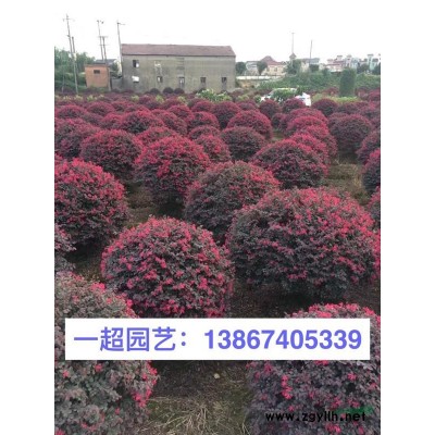 水蓼 水蓼價(jià)格 水蓼批發(fā) 野芒草價(jià)格 浙江野芒草批發(fā)