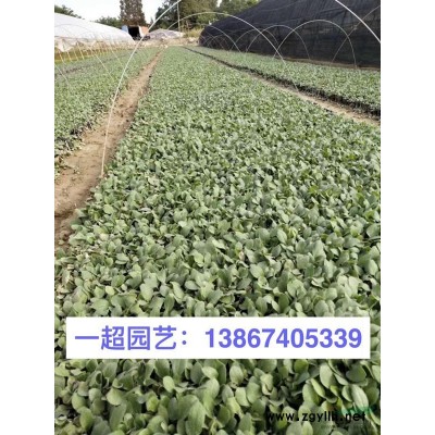 玉竹 玉竹批發(fā) 浙江玉竹基地 玉竹行情