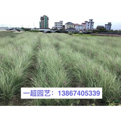 金葉連翹 金葉假連翹 金葉連翹小苗 盆栽苗 金葉連翹批發