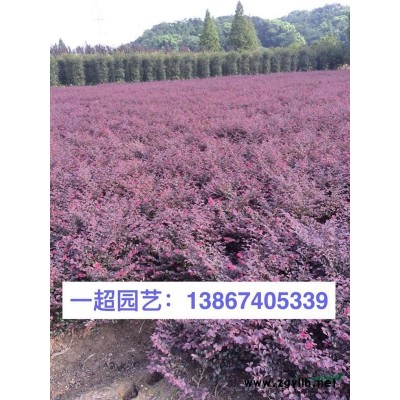 花藺 精品花藺基地批發，花藺價格