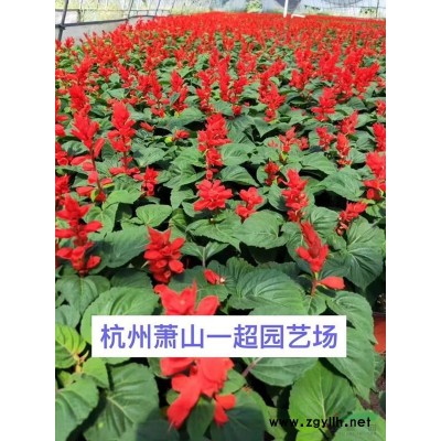 吊竹梅 吊竹梅價(jià)格 吊竹梅批發(fā)