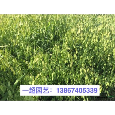 半枝蓮 半支蓮 半枝蓮基地 半枝蓮批發(fā) 半枝蓮價(jià)格