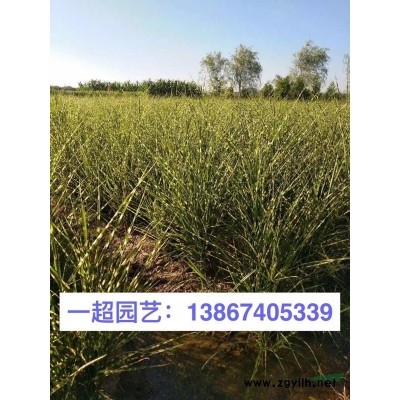 歐石竹 歐石竹盆栽 歐石竹基地批發
