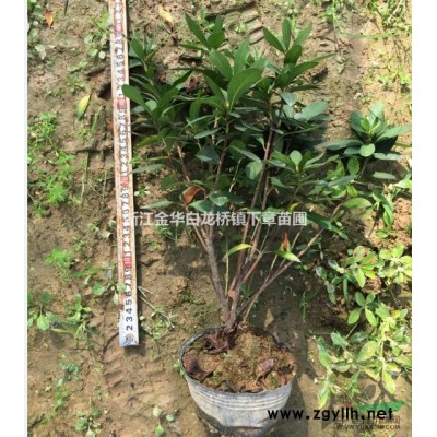 浙江金華紅葉石楠綠化工程苗供應商家浙江紅葉石楠批發(fā)市場價格表