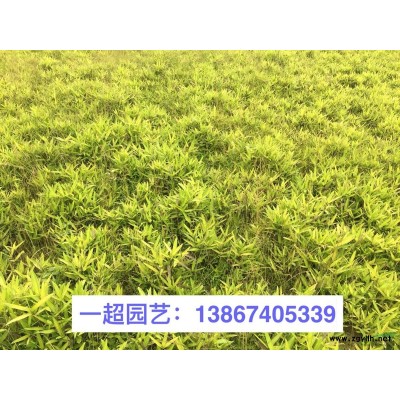 翠蘆莉，翠蘆莉小杯苗，精品矮生翠蘆莉